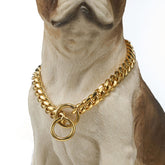 Coleira Guardião Dourado para Cães